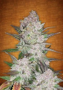 Cream Cookies Auto - FASTBUDS