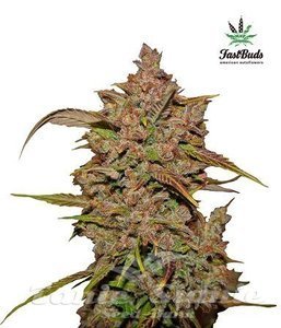 Crystal Meth Auto - FASTBUDS
