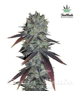 Fastberry Auto - FASTBUDS