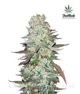 G14 Auto - FASTBUDS