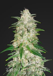 Gelato Auto - FASTBUDS