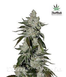 Girl Scout Cookies Auto - FASTBUDS