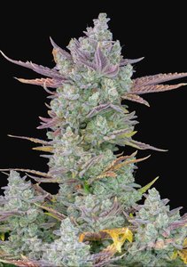 Gorilla Cookies Auto - FASTBUDS