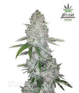 Gorilla Glue Auto 1+1 - FASTBUDS