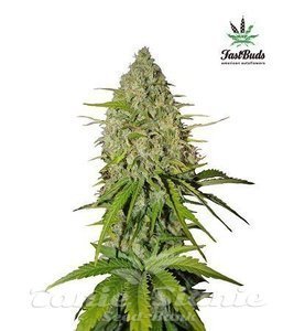 Grapefruit Matic Auto - FASTBUDS