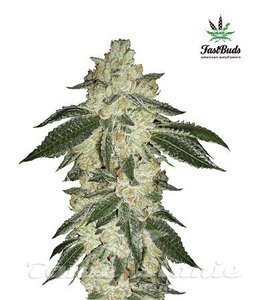 Green Crack Auto - FASTBUDS