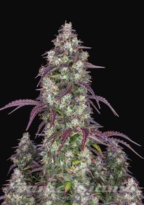 Lemon Pie Auto - FASTBUDS