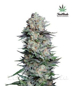 Mexican Airlines Auto - FASTBUDS