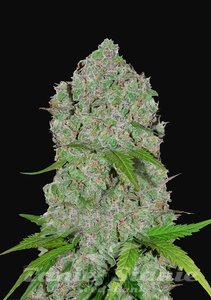 Orange Sherbet Auto - FASTBUDS