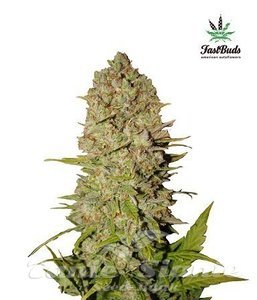 Pineapple Express Auto - FASTBUDS