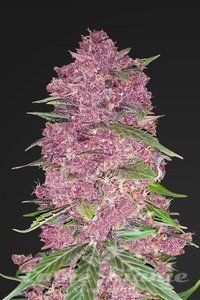 Purple Lemonade Auto 1+1 - FASTBUDS