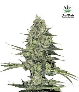 Rhino Ryder Auto - FASTBUDS
