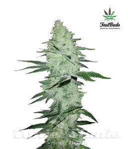Six Shooter Auto - FASTBUDS