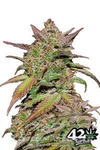 Smoothie Auto - FASTBUDS