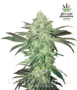 Stardawg Auto - FASTBUDS
