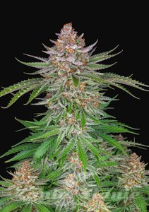 Strawberry Pie Auto - FASTBUDS