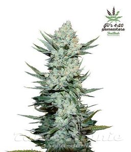 Tangie'Matic Auto - FASTBUDS
