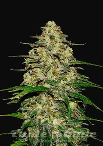 Wedding Cheesecake Auto - FASTBUDS