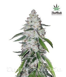 West Coast OG Auto - FASTBUDS