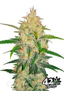 Zkittlez Auto - FASTBUDS