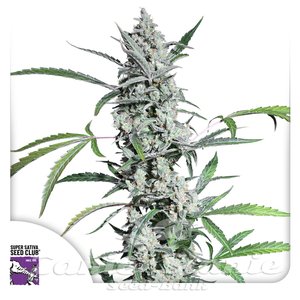 Fat Pete's Cookies Auto - Super Sativa Seed Club