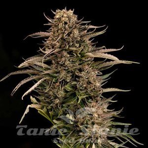 Nasiona Fatso GMO F1 Auto - SEEDSMAN