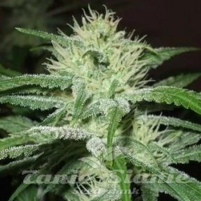 FEMALE SEEDS - Auto Speed Bud