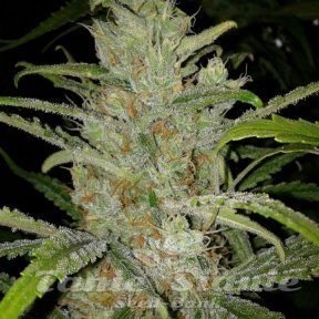 FEMALE SEEDS - White Grapefruit