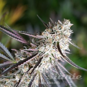 Nasiona Florida Gaspack - HUMBOLDT SEED ORGANIZATION