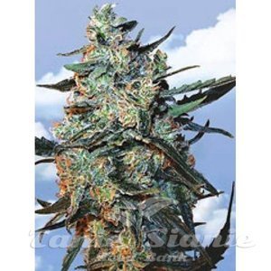 Feminized Mix - FLYING DUTCHMEN