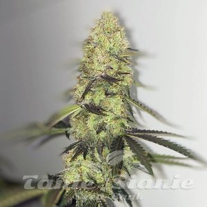 Forbidden Glue Auto