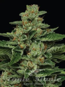 Fortune Cookie - HUMBOLDT SEED COMPANY