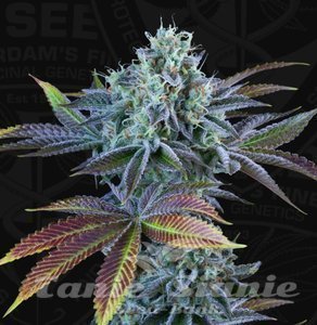 French Cookies Auto - T.H. SEEDS