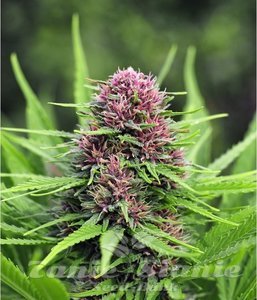 Frisian Dew Fast - BIOGENETIC