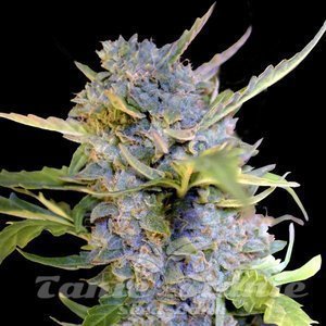 Nasiona Fro-Yo Auto - G13 LABS