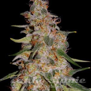 Frosted Guava Auto - GREEN HOUSE SEEDS