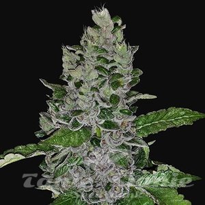 Frozen Afghan Mintz - G13 LABS