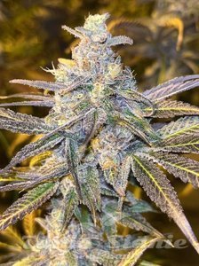 Frozen Biscotti - DUTCH PASSION