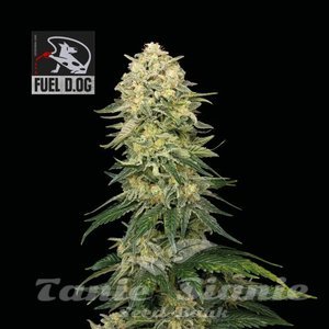 Nasiona Fuel D.OG - SEEDSMAN