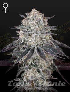 Nasiona Fullgas - GREEN HOUSE SEEDS