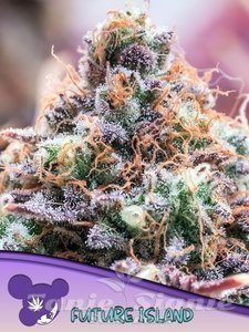 Nasiona Future Island - ANESIA SEEDS
