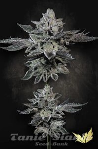 G-Force - PARADISE SEEDS