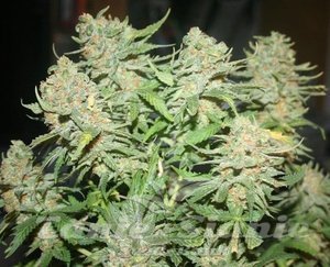 G13 Auto
