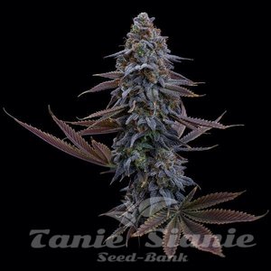 G13 Genius - BROTHERS GRIMM SEEDS