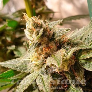 Nasiona Gala CBD - R-KIEM SEEDS