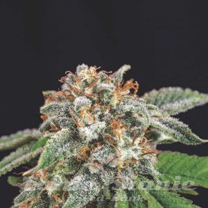 Nasiona Galaxy x Runtz - PYRAMID SEEDS