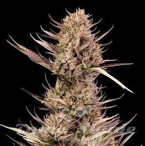 Garlic Muffin F1 Auto - SEEDSMAN