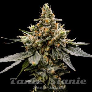Gaz Money - DNA GENETICS