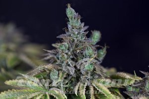 Nasiona Gelat.OG - SEEDSMAN
