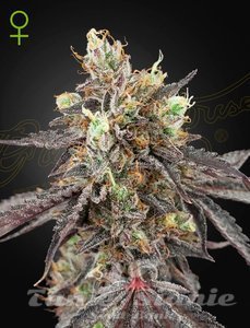 Nasiona Gelato 41 x Gelato 41 Auto - GREEN HOUSE SEEDS